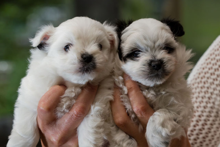 Could a Ban on Puppy Sales on Social Media Help?