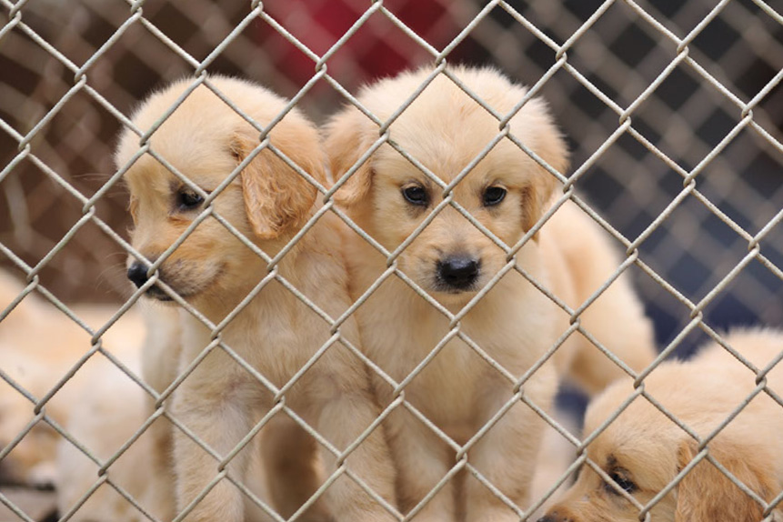Unregulated Puppy Breeding and the Consumer Protection Crisis