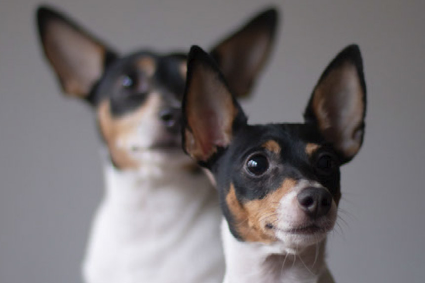Cloning Pet Dogs – Is it a Good Idea?