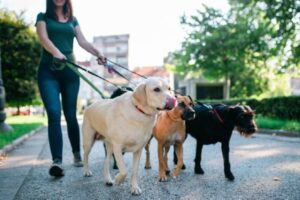 How Many Dogs Does the Average American Household Own?