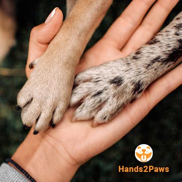 Hands2Paws is the perfect place to find a dog that's right for you.
