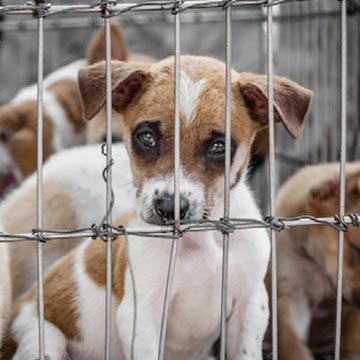 Take Direct Action in Disrupting the Puppy Mill Pipeline to Pet Stores.