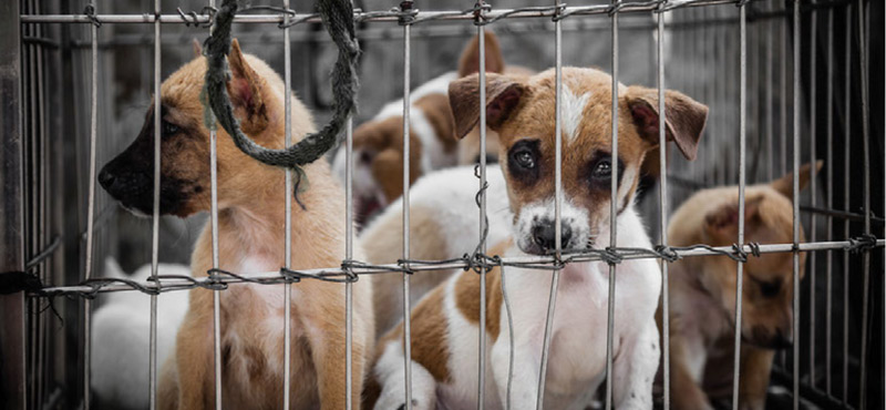 Take direct action in disrupting the puppy mill pipeline to pet stores.