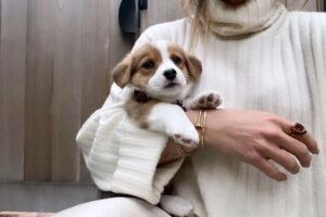 Why You Should Never Buy a Pet Because It's Owned by a Celebrity