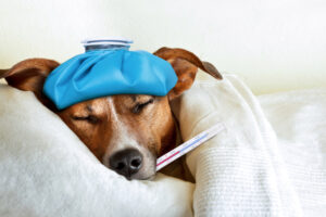 Pet Leave: Why It Should Be a Thing
