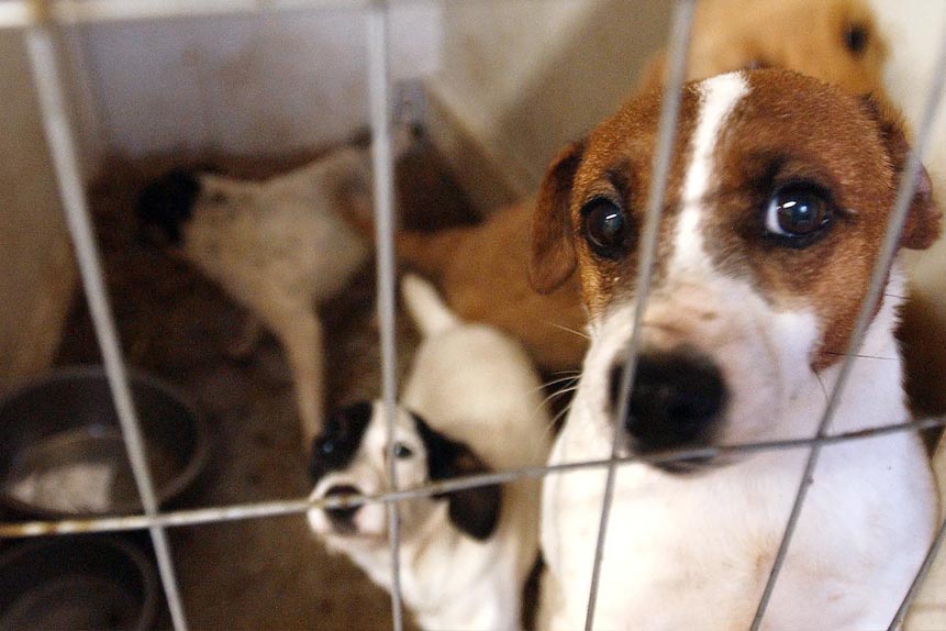 Can Real Estate Brokers, Developers and Leasing Companies Disrupt the Puppy Mill Pipeline