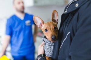 When Rescuers Keep the Dog: A Complex Issue