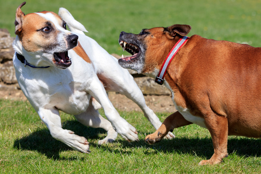 Dealing with Unruly Dogs at the Dog Park: Ensuring a Safe and Enjoyable Experience