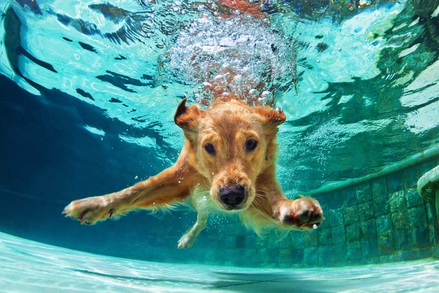 Don't Assume All Dogs Are Great Swimmers