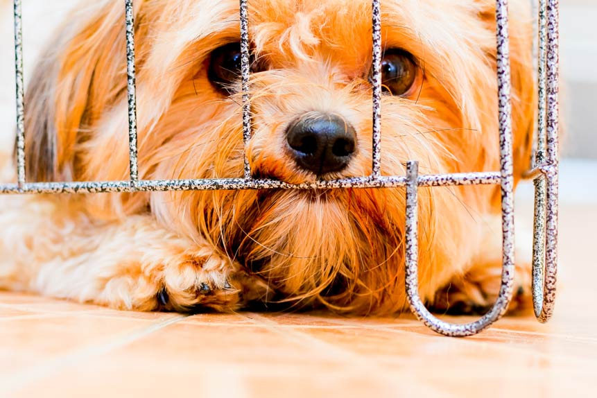 The Goldies Law and the Puppy Protect Act: A Closer Look at Their Impact on Animal Welfare