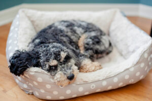 The OGs of Designer Dogs: Unveiling the Origins of Cockapoos, Maltipoos, and Puggles