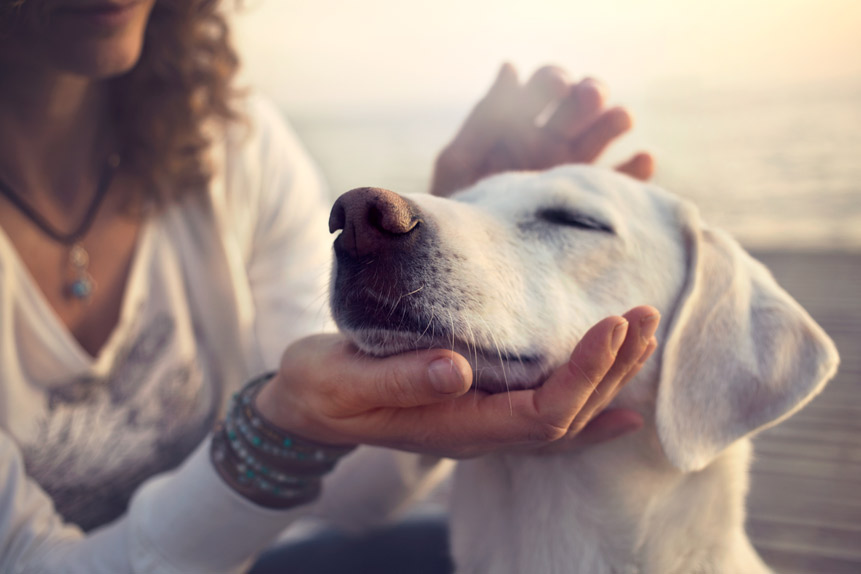 The Social Nature of Dogs: Understanding Their Need for Companionship