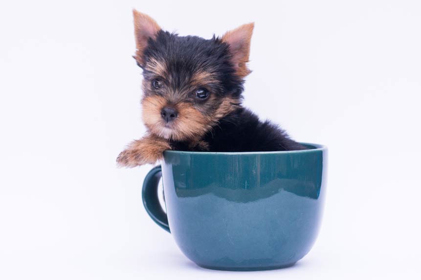 The Controversy Surrounding Teacup Yorkies: Are They Really a Breed?