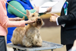Comparing Kennel Clubs: USA, Canada, and UK