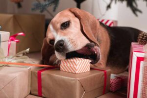 The Hidden Dangers of Wrapping Chocolate and Placing Under the Tree