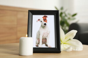 Navigating the First Christmas After Losing a Beloved Pet: Finding Comfort and Healing