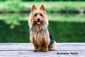 American Kennel Club (AKC) Breeds Not Recognized by United Kennel Club (UKC)