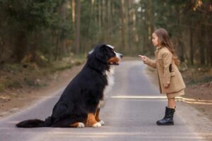 Embracing the Majestic Bernese Mountain Dog: A Beloved Companion