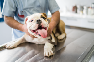 The Irresistible Bulldog: Is It For Everyone?