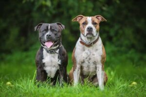 Debunking the Myths: Staffordshire Terriers and Pit Bulls
