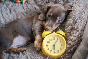 The Tick-Tock Effect: Does a Clock Ticking Really Help a Puppy Sleep in Its Crate?