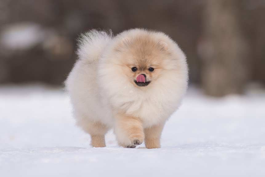 what-causes-dogs-to-lick-the-air-empowering-dog-lovers-protecting