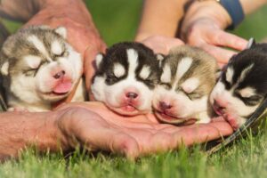 Differentiating Between a Responsible Breeder and a Backyard Breeder