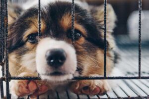 The Ethical Dilemma: Understanding the Persistence of Purchasing Dogs from Puppy Mills
