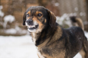 Why Dogs Inherently Don't Like Some People: Unpacking Canine Perception