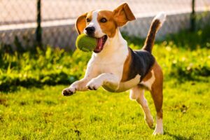 Pets and Instincts: Can Humans Alter Them?