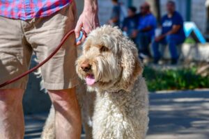 The Dangers of Buying a Trendy Dog: Why Fad Breeds are Not the Best Choice.