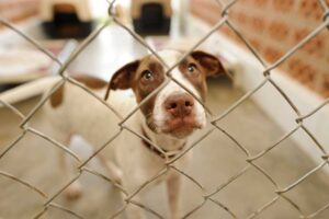 How do we balance between domestic animal rescue and international rescue efforts?