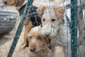 Understanding Backyard Breeders: Characteristics and Implications