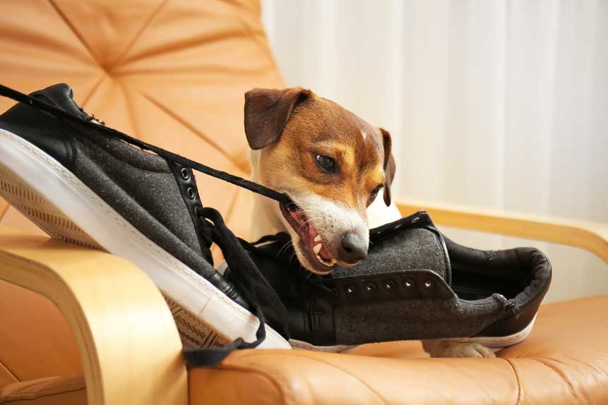 I Think My Dog Hates Me: Understanding Your Dog’s Behavior - Empowering ...