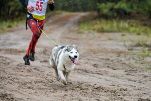 Outdoor Athletes Dilemma: Which Breed of Dog Would Be the Perfect Match?