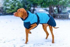 Essential Tips for Choosing the Right Winter Coat for Your Dog