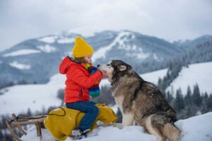 Altitude Adaptation: Breeds of Dogs That Thrive in High Elevations