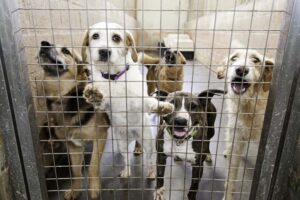 The Shelter Dog Crisis: Understanding the Growing Problem