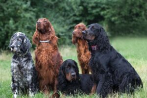 The History and Traits of Setter Dogs: A Guide to These Elegant Hunting Breeds