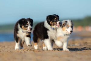 Tails of Two Lengths: Understanding the Variation in Australian Shepherd Tail Lengths