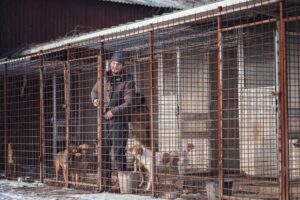 Don't Support Cruelty: The Dark Truth About Puppy Mills and Backyard Breeders