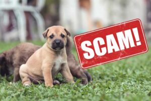 Beware of Online Puppy Scams: Protect Yourself and Your Future Furry Friend