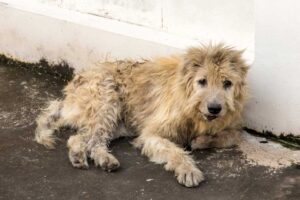 America’s Animal Welfare Crisis: The Alarming Impact of Backyard Breeding and Pet Abandonment