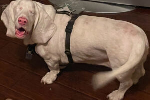 When Breeding Goes Wrong: The Hidden Dangers of Mixing Dog Breeds