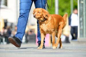 How to Protect Your Dog’s Feet While Walking in the City