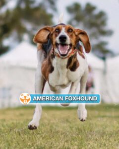 American Foxhound