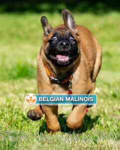 Belgian Malinois