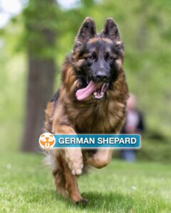 German Shepherd