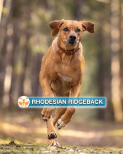 Rhodesian Ridgeback