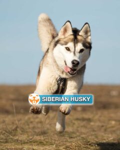 Siberian Husky